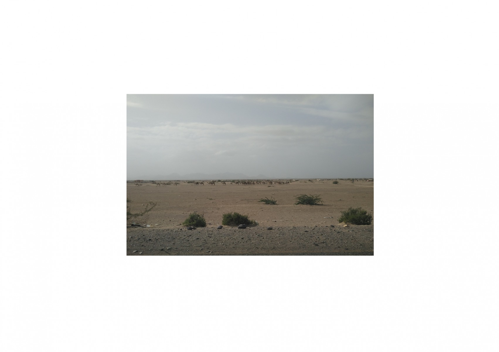 Waiting-for-Mohammed31